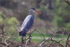 <p>VOLAVKA POPELAVÁ (Ardea cinerea) ---- /Grey heron - Graureiher/</p>